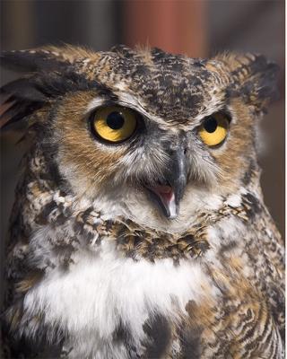 Great Horned Owl III