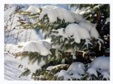 Snowy Burden