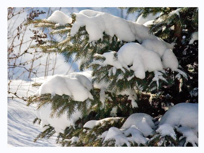 Snowy Burden