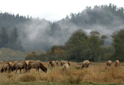 u36/camare/medium/23473894.ElkHerd_11262.jpg