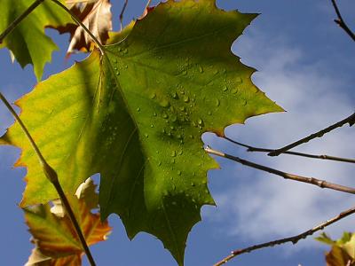 Wet Maple Leaf_1180