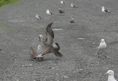 u36/camare/medium/23677708.SeaGullScuffle_5132R.jpg
