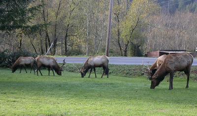 Five Bulls_5053R