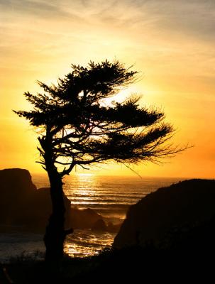 silhouette tree_2406r.jpg