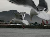 2 Flying Gulls_5126R