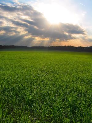 Rays of Light above Green Silence