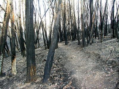 Trees Burnt Bare Along Hillside Trail