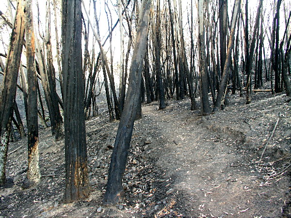 Trees Burnt Bare Along Hillside Trail