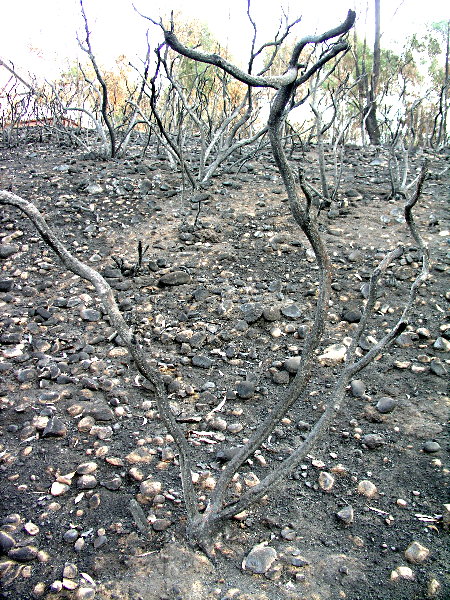 Denuded Landscape