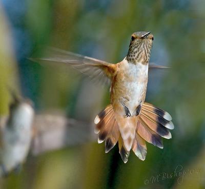 Hummingbird: Surprised
