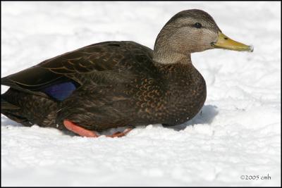 American Black Duck 2907.jpg