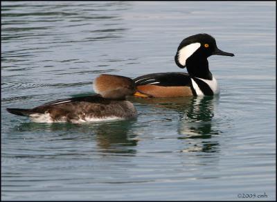 Hooded Merganser pair 2961.jpg