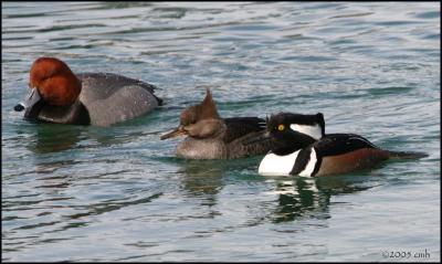 Redhead drake and Hooded Merganser pair 2926.jpg