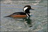 Hooded Merganser drake 2956.jpg