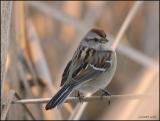American Tree Sparrow 2898.jpg