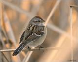 American Tree Sparrow 2899.jpg