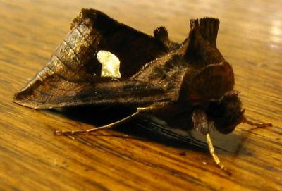 Golden Wing moth