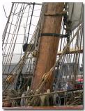 Wooden Mast - Pride of Baltimore II