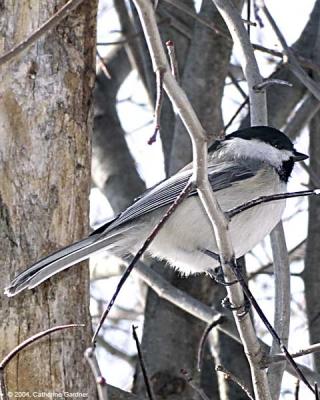 Chickadee