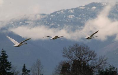 Trumpeter Swan Migration