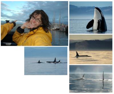 u36/ccraft/medium/40392809.orcas_whale_watching.jpg