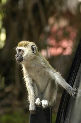 singe Amboseli