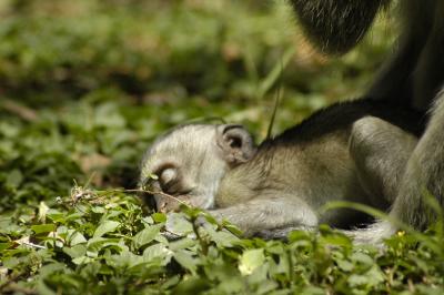 bebe singe Amboseli