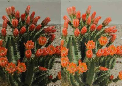 Original - Left
Fill Flash - Right