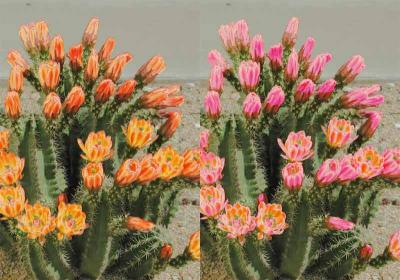 Original Color - Left
Colorized - Right