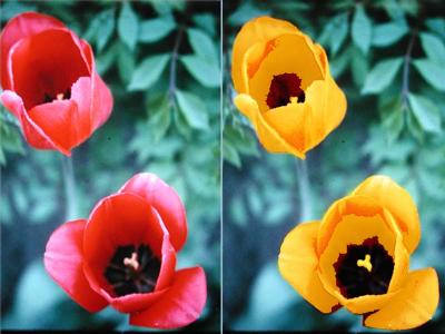 Original Color - Left
Colorized - Right