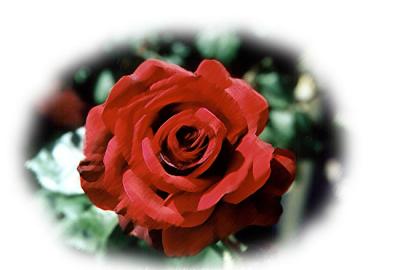 rose.jpg