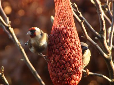 European Goldfinch