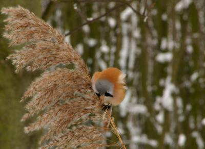 Bearded Tit