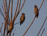 Bohemian Waxwing