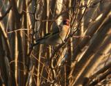 European Goldfinch