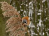 Bearded Tit