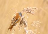 Bearded Tit