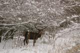 Red Deer