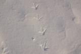 Tracks