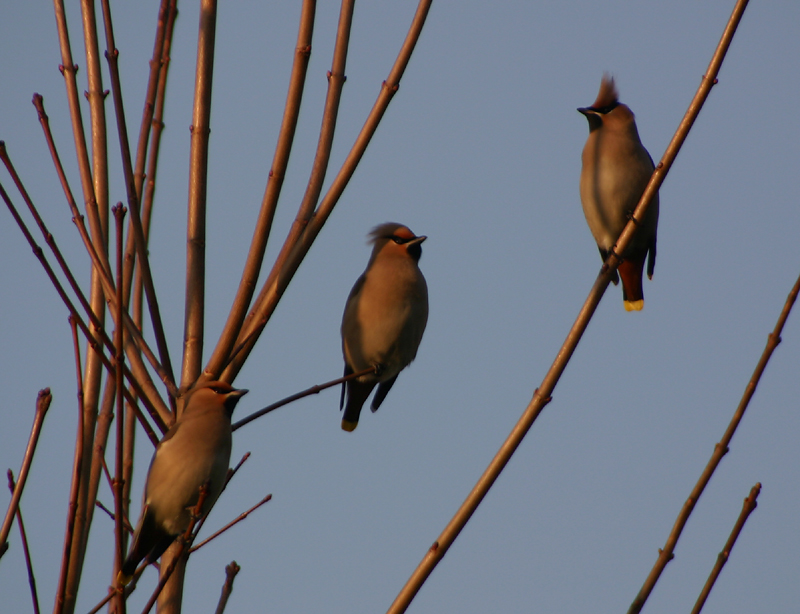 Bohemian Waxwing