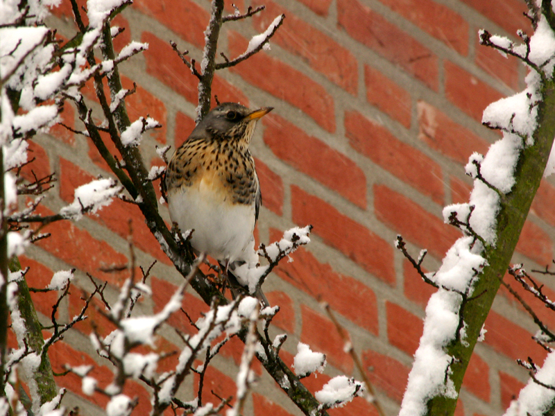 Fieldfare