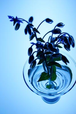 08-08-04Borage Flowers