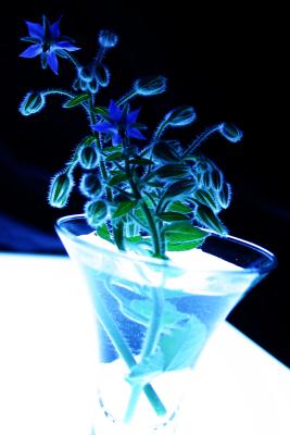 08-08-04Borage Flowers