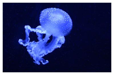 u36/cheetha/medium/32208763.Jellyfish.jpg