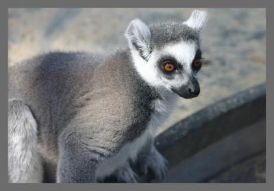 u36/cheetha/medium/32368341.Lemur.jpg