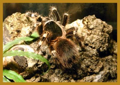 u36/cheetha/medium/32368379.tarantula001.jpg