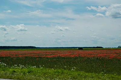 ...and red poppies