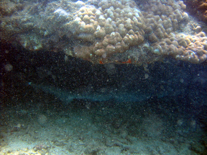 White Tip Reef Shark