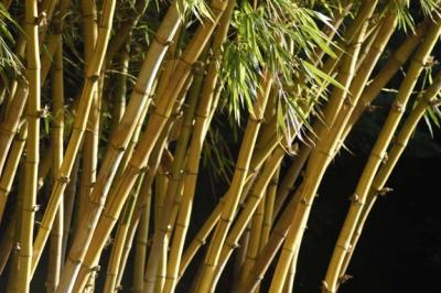 Bamboo
