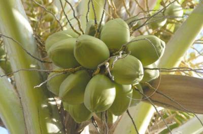 Nuts